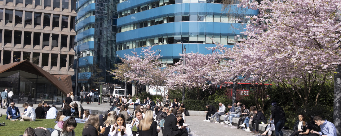 The death and life of city trees: What's gone wrong?